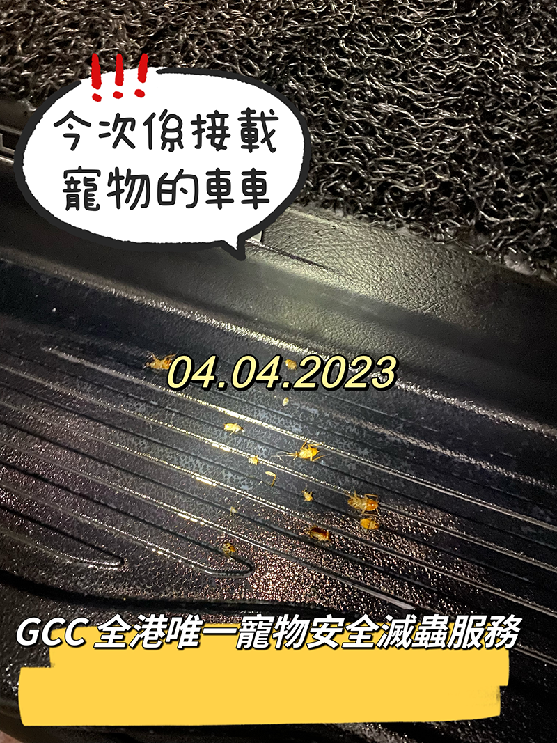 GCC Professional Pet Safety Pest Control