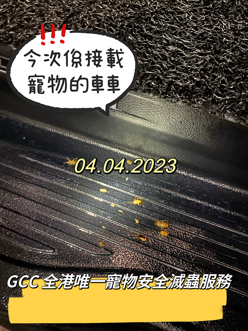 GCC 100%寵物安全家居滅蟲服務(香港)