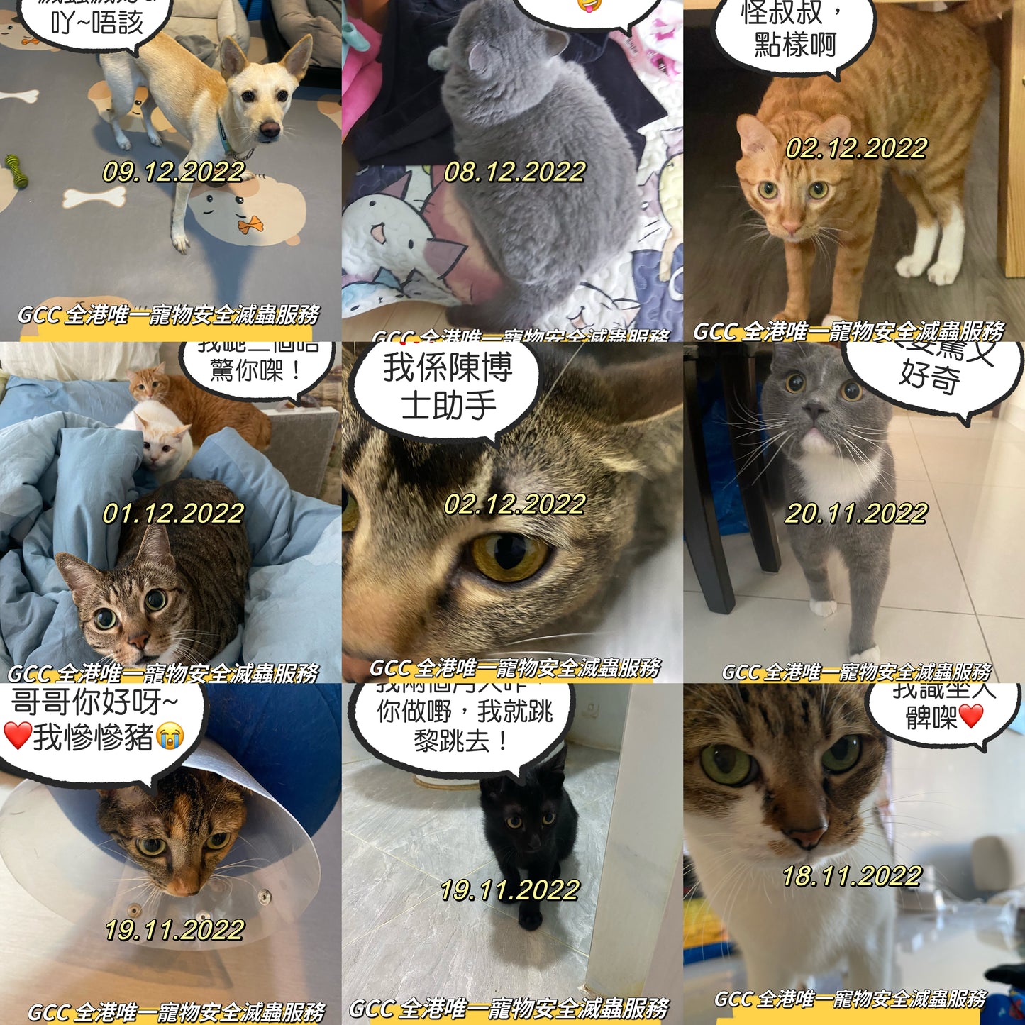 GCC Professional Pet Safety Pest Control