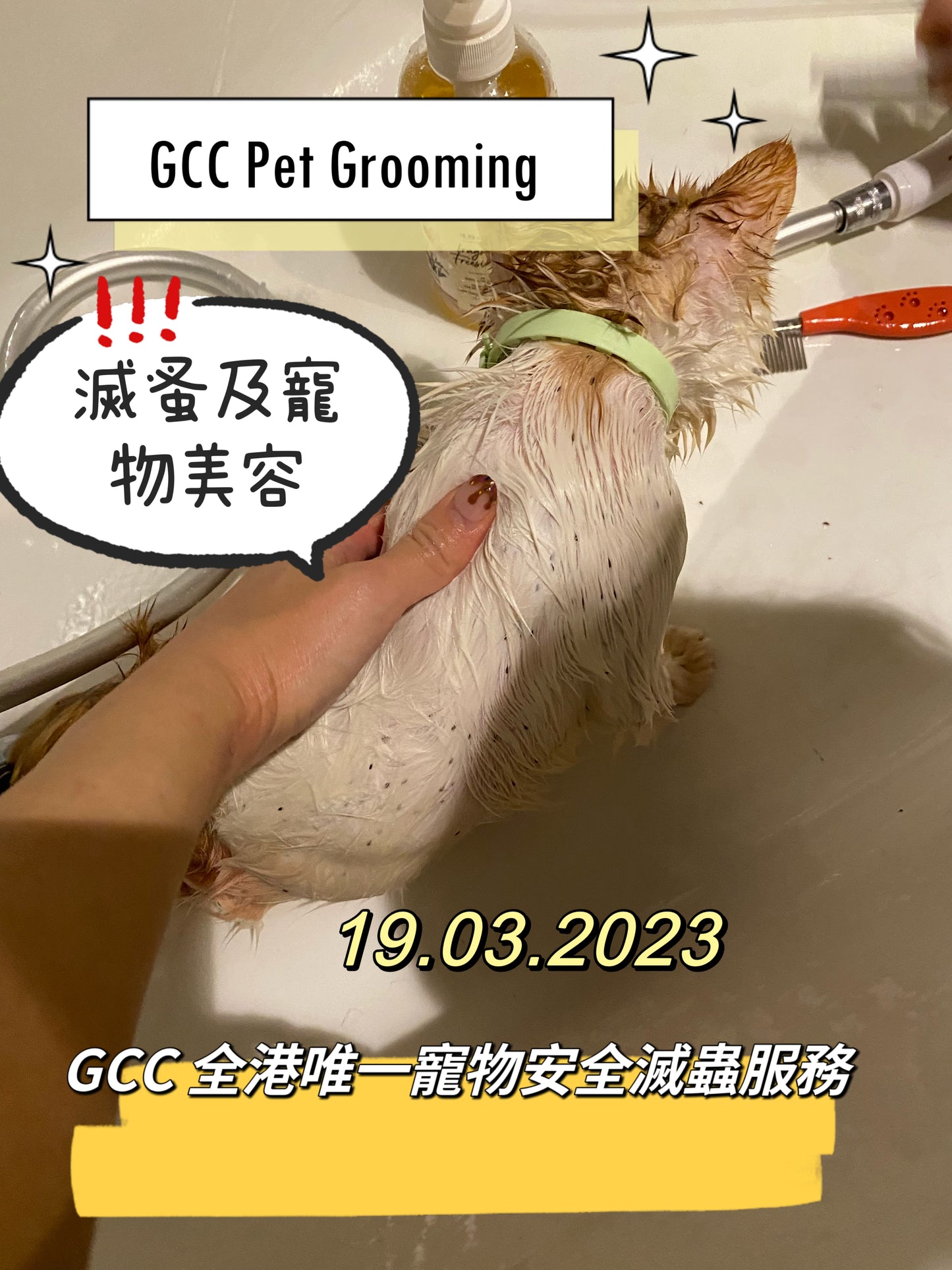 GCC 100%寵物安全家居滅蟲服務(香港)